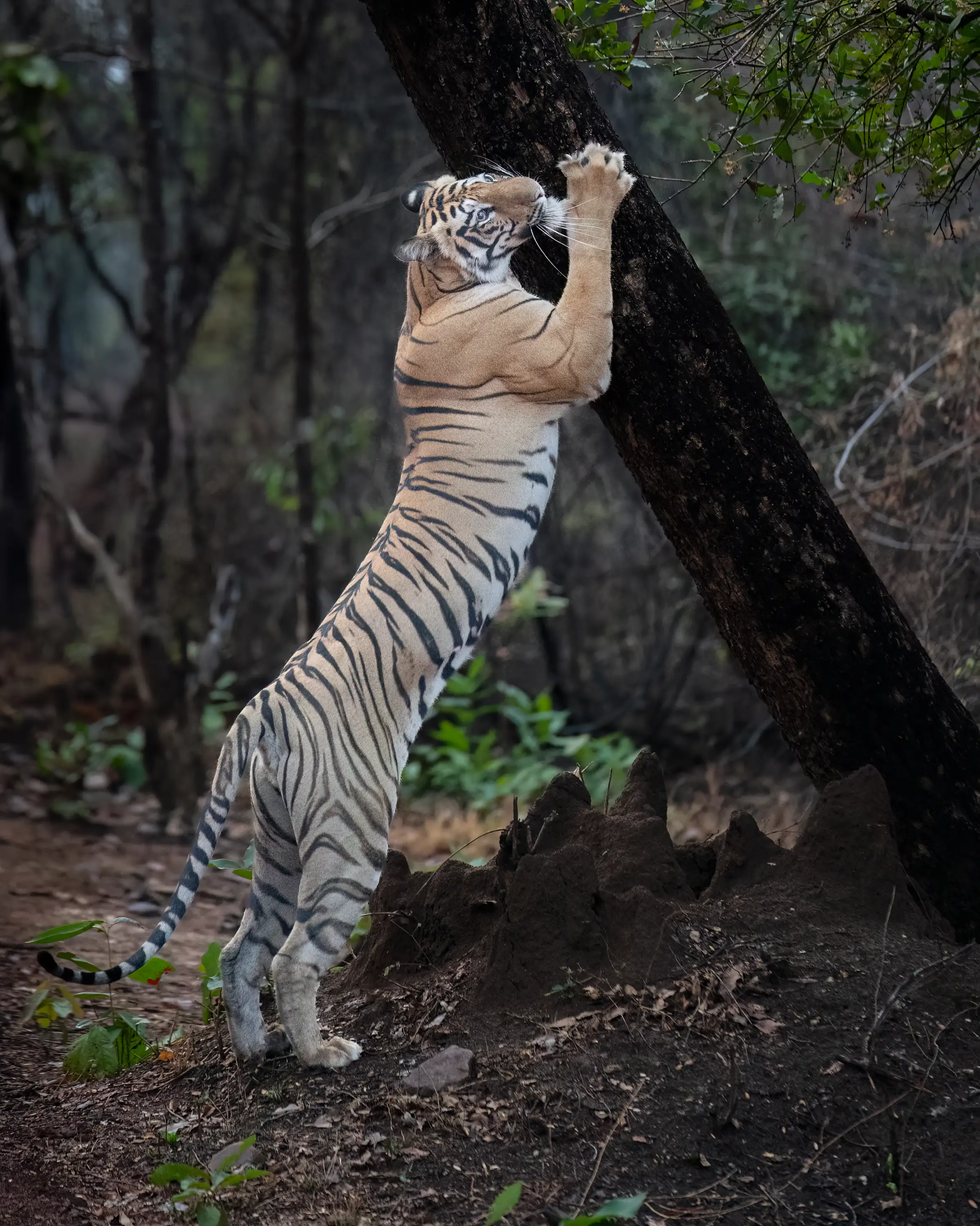 Panna & Bandhavgarh Tiger Expedition gallery image 10